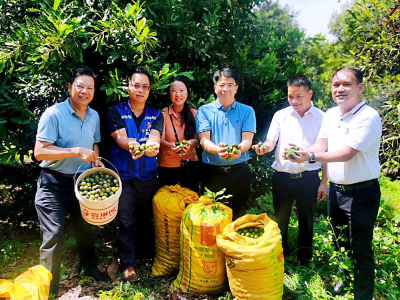 考察同良村夏威夷坚果种植情况.jpg